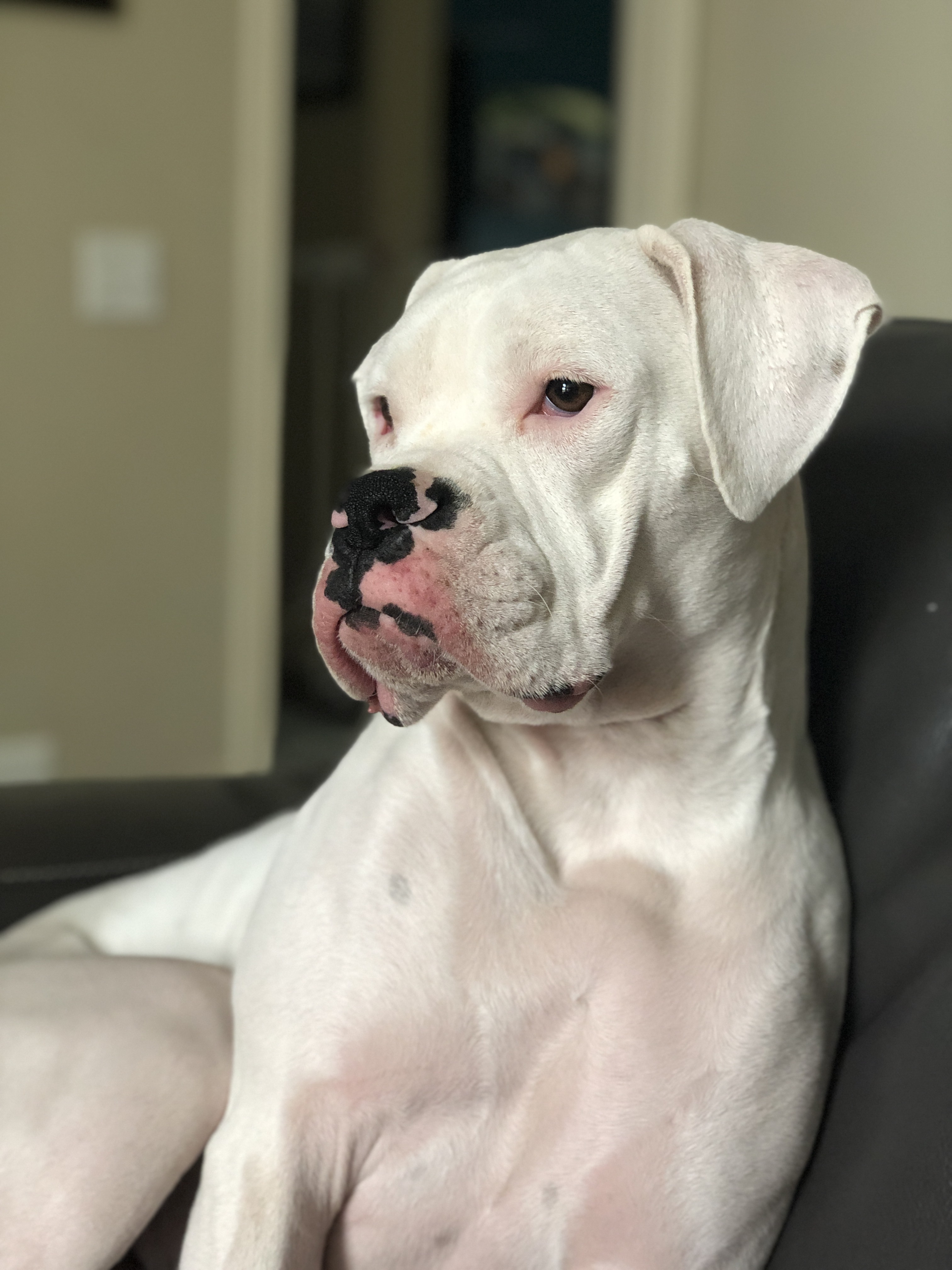 2019 Cowtown Boxer Rescue Charity Golf Tournament - Default Image of Platinum Level Sponsorship