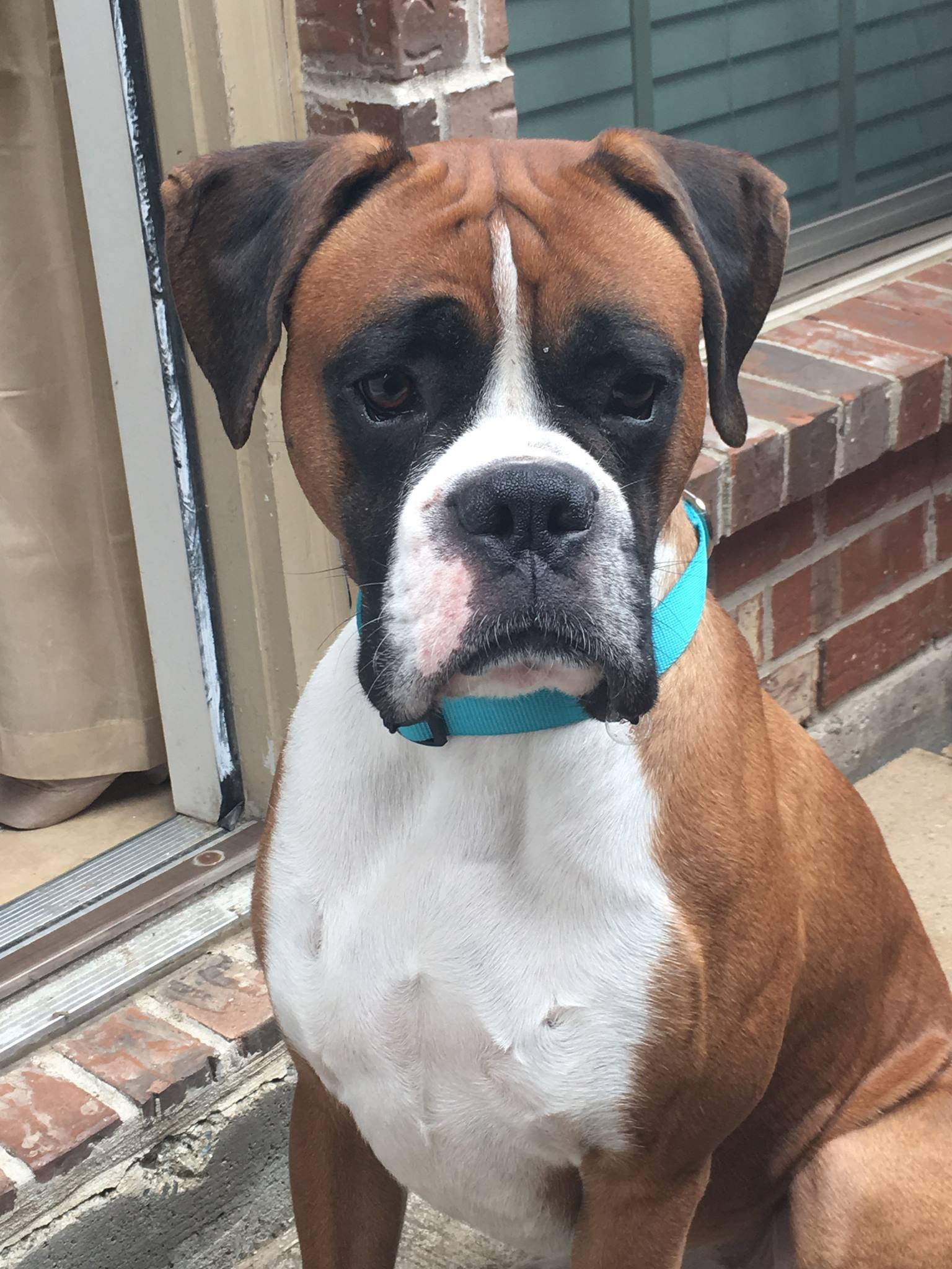 2019 Cowtown Boxer Rescue Charity Golf Tournament - Default Image of Gold Level Sponsorship