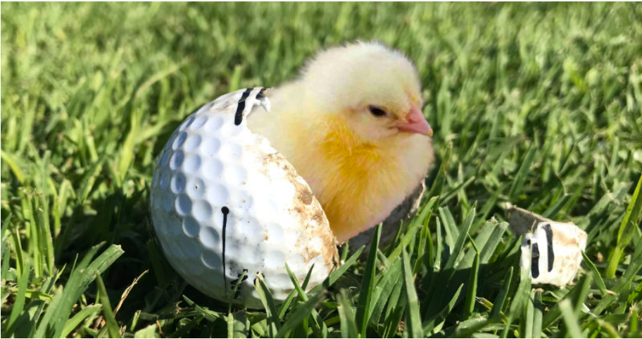 24th Annual Zeta Sigma Foundation Golf Tournament - Default Image of Chicken Dinner Purchase