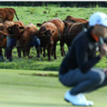 Image of Guest Steak dinner Purchase