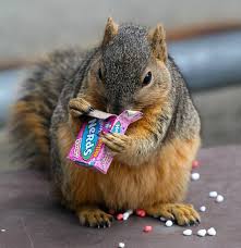 2025 Loyal Order of The Squirrels Golf Tournament - Default Image of Putt To A Prize Game