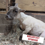 Image of Breakfast Sponsor