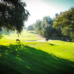 Image of Golden Eagle Sponsor