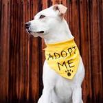 Image of Adoption Table (Registration Table)