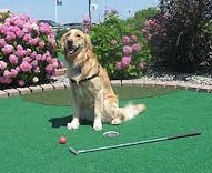 Image of Puppy Green (Putting)