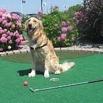 Image of Puppy Green (Putting)