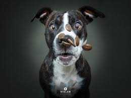 Image of Doggy Snacks (Golfer Bags)