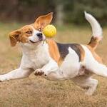 Image of Let's play fetch (Driving Range)