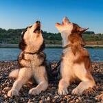 Image of Howling Sponsor (Music)