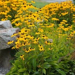 Image of SPONSOR:  GOLD