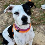 Image of Top Dog Title Sponsor