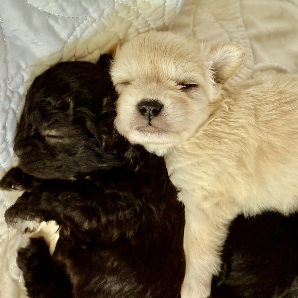 FORE! The Love of Animals 2026 Presented by Sandestin Investments - Default Image of Birdie's Team Photos Sponsor