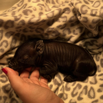 Image of Pups & Pours Sponsor