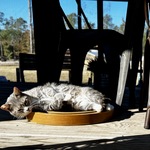 Image of Beverage Cart Sponsor