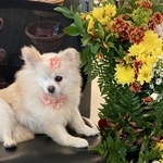 Image of Doggy Bag / Lunch Sponsor