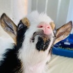 Image of Hole Sponsor (Your Pet's Photo & Name or Your Logo/Name)