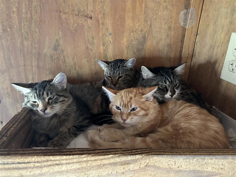 FORE! The Love of Animals 2026 Presented by Sandestin Investments - Default Image of Mimosa Bar Sponsor