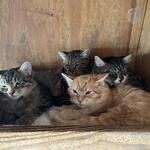 Image of Mimosa Bar Sponsor