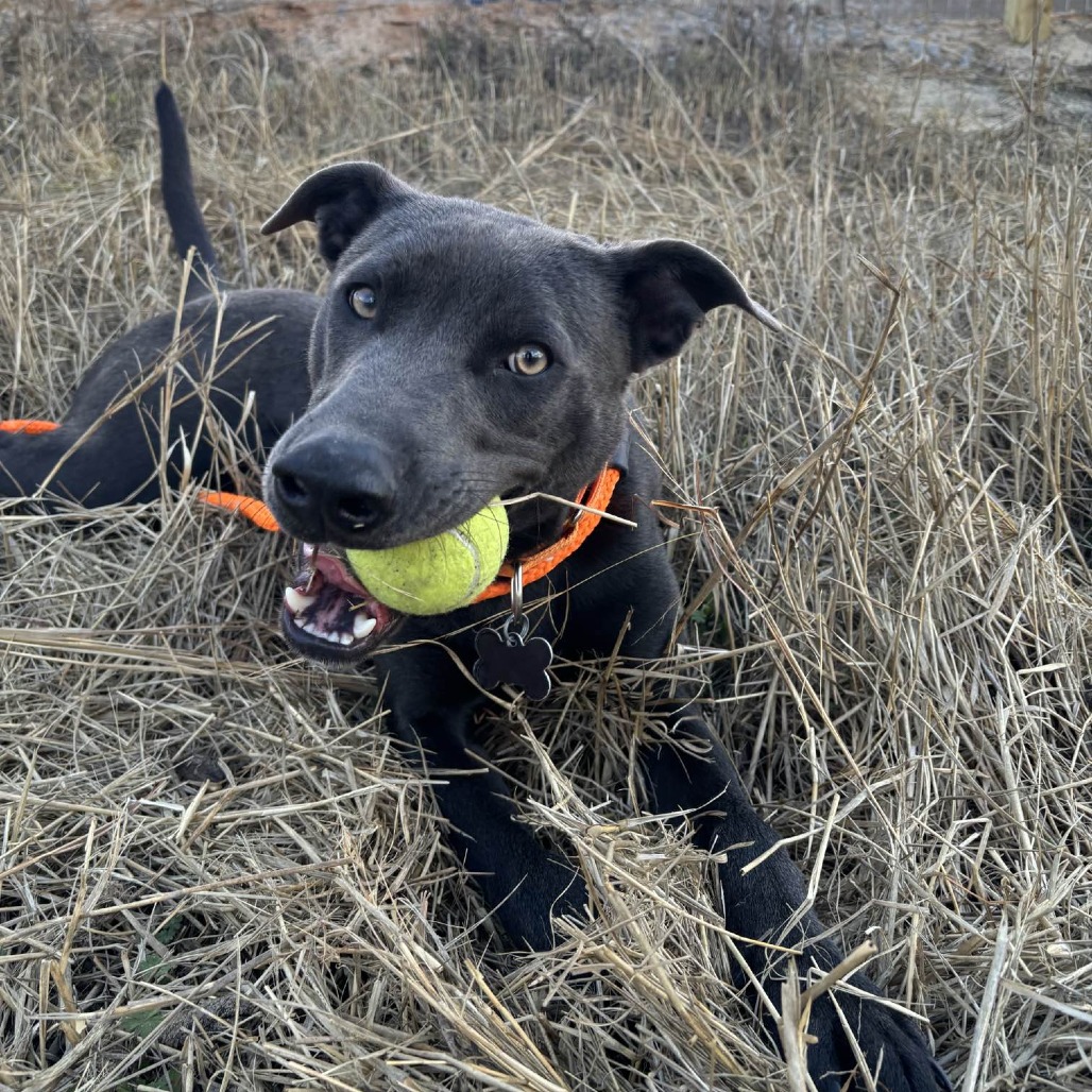 FORE! The Love of Animals 2026 Presented by Sandestin Investments - Default Image of Putting Green Sponsor