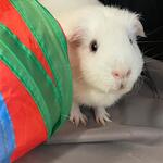 Image of Golf Ball Sponsor