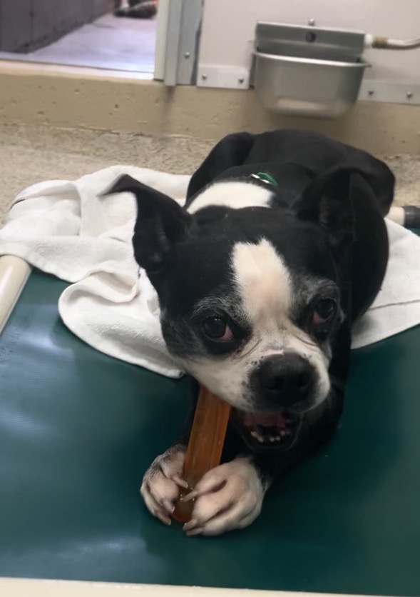 FORE! The Love of Animals 2026 Presented by Sandestin Investments - Default Image of Team Mulligan Package