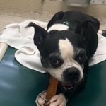 Image of Team Mulligan Package