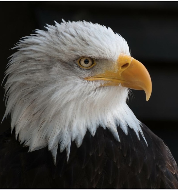 2026 Tim Speltz Light the Lamp Foundation Golf Tournament - Default Image of Eagle Sponsorship