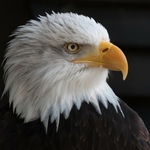 Image of Eagle Sponsorship