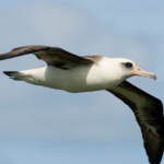 Image of "Albatross/Foursome"