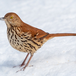 Image of "Birdie/Foursome Team"