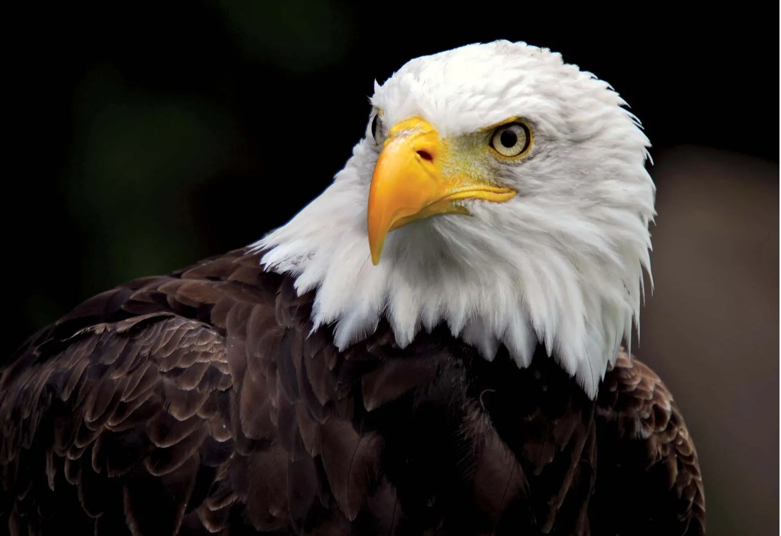 "FORE" Directions Benefit Golf Tournament - Default Image of Eagle Sponsor