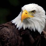 Image of Eagle Sponsor