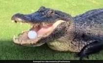 2026 de Pez Masters Annual Golf Tournament Presented by Blue Water Heating and Air - Default Image of Mulligans 4 Pack