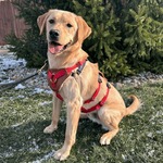 Image of Presenting Sponsor