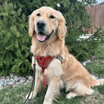 Image of Back 9 Sponsor