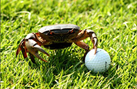 25th Annual Zeta Sigma Foundation Golf Tournament - Default Image of Crab Feast & Tee To Green