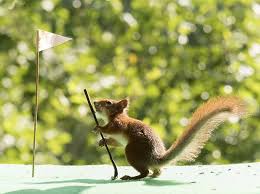2026 Loyal Order of The Squirrels Golf Tournament - Default Image of Putt To A Prize Sponsor
