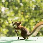 Image of Putt To A Prize Sponsor