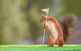 2026 Loyal Order of The Squirrels Golf Tournament - Default Image of Skins Game