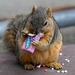 Image of Putt To A Prize Game