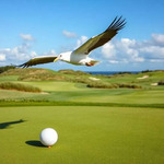 Image of Albatross Sponsor