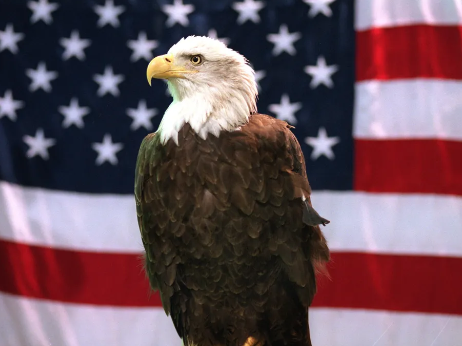 Image of Eagle (1 Team)