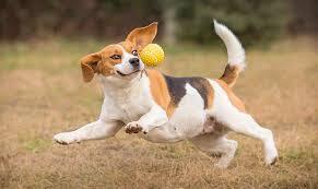 Image of Let's play fetch (Driving Range)