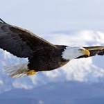 Image of Eagle Sponsor