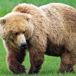 Image of Bear Sponsor