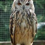 Image of Owl Sponsor