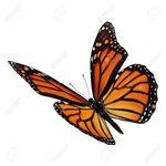 Image of Butterfly Sponsor