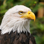 Image of Eagle Sponsorship