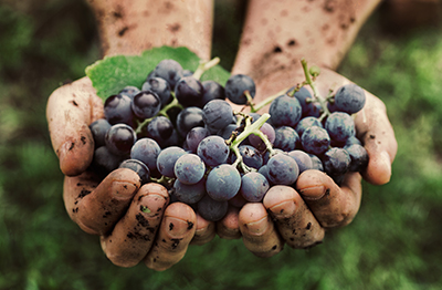 Desert Manna 1st Annual "No Kid Hungry" Golf Open - Default Image of Napa Wine Country VIP Insiders Tour