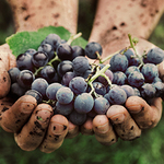 Image of Napa Wine Country VIP Insiders Tour